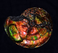 18" Canadian Ammonite